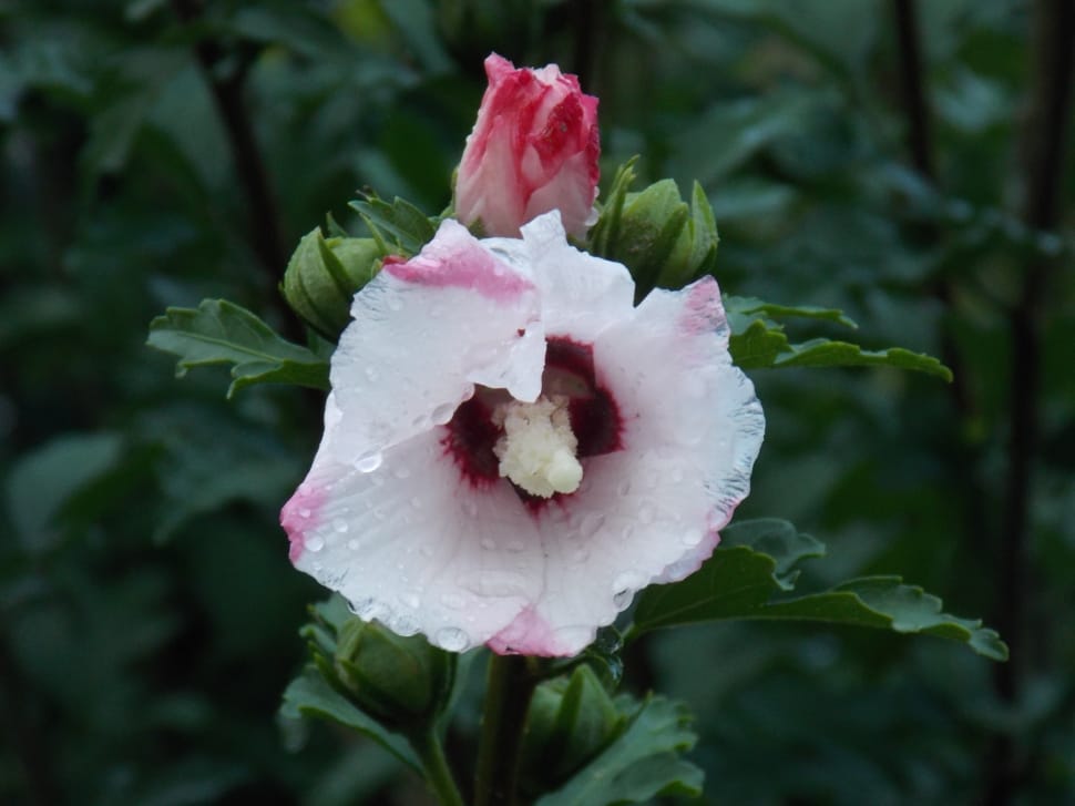 white and pink hibiscus preview