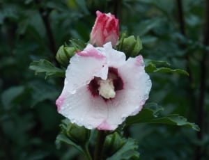 white and pink hibiscus thumbnail