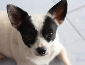 white and black short coated dog thumbnail