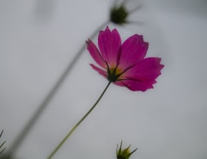 Gesanghua, Macro, Flowers, flower, fragility thumbnail