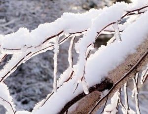snow covered tree branch during daytime thumbnail