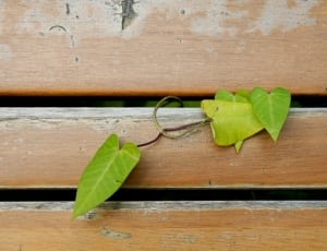 green ivy plant on brown wooden surface thumbnail