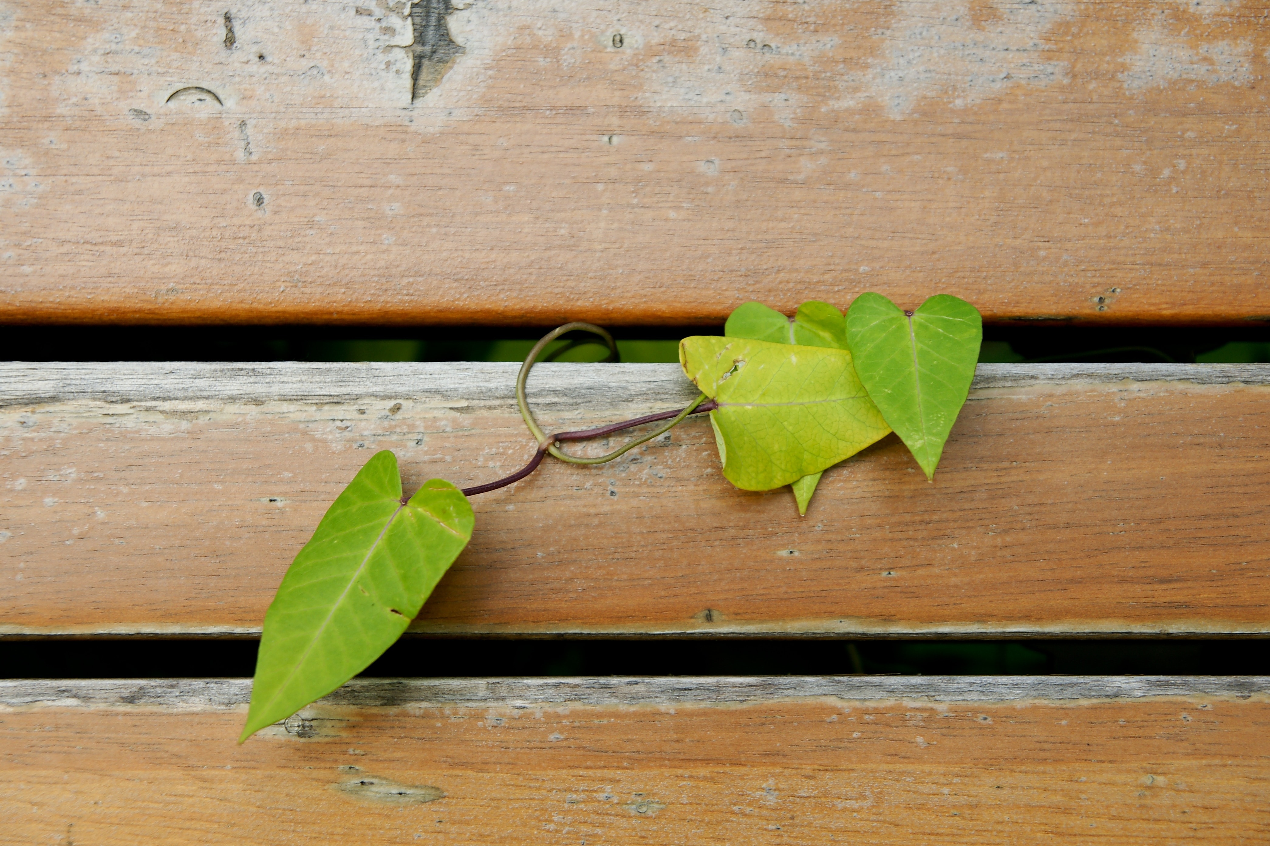 green ivy plant on brown wooden surface