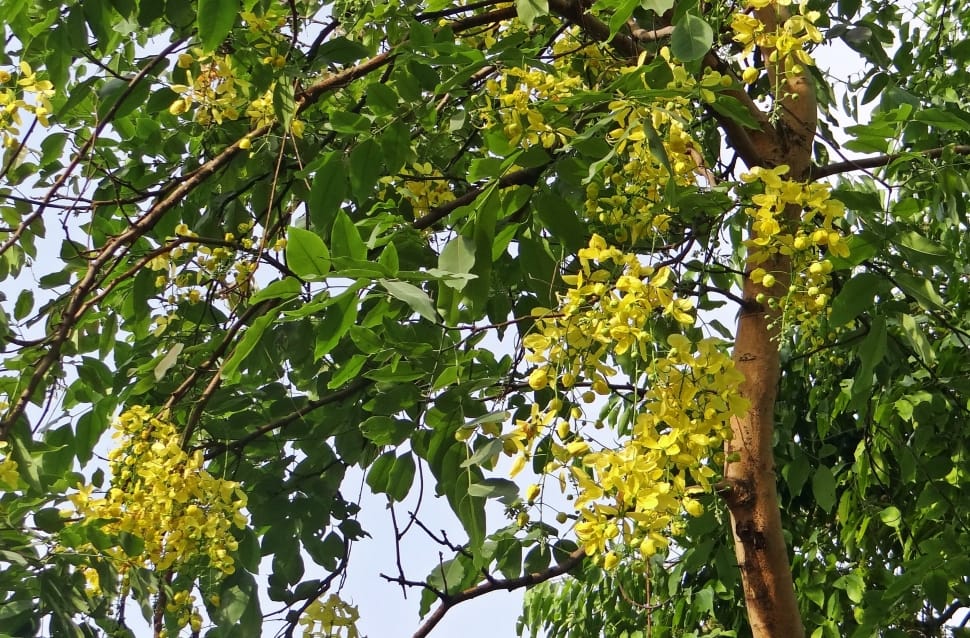 yellow floral green leaf tree preview