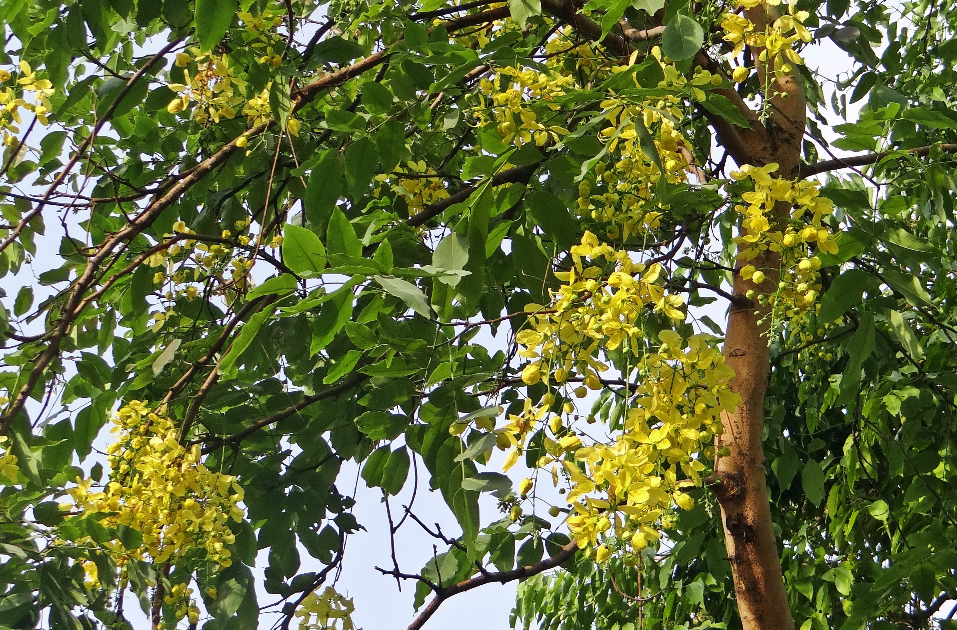 yellow floral green leaf tree