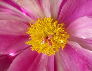 pink petaled flower with yellow center thumbnail