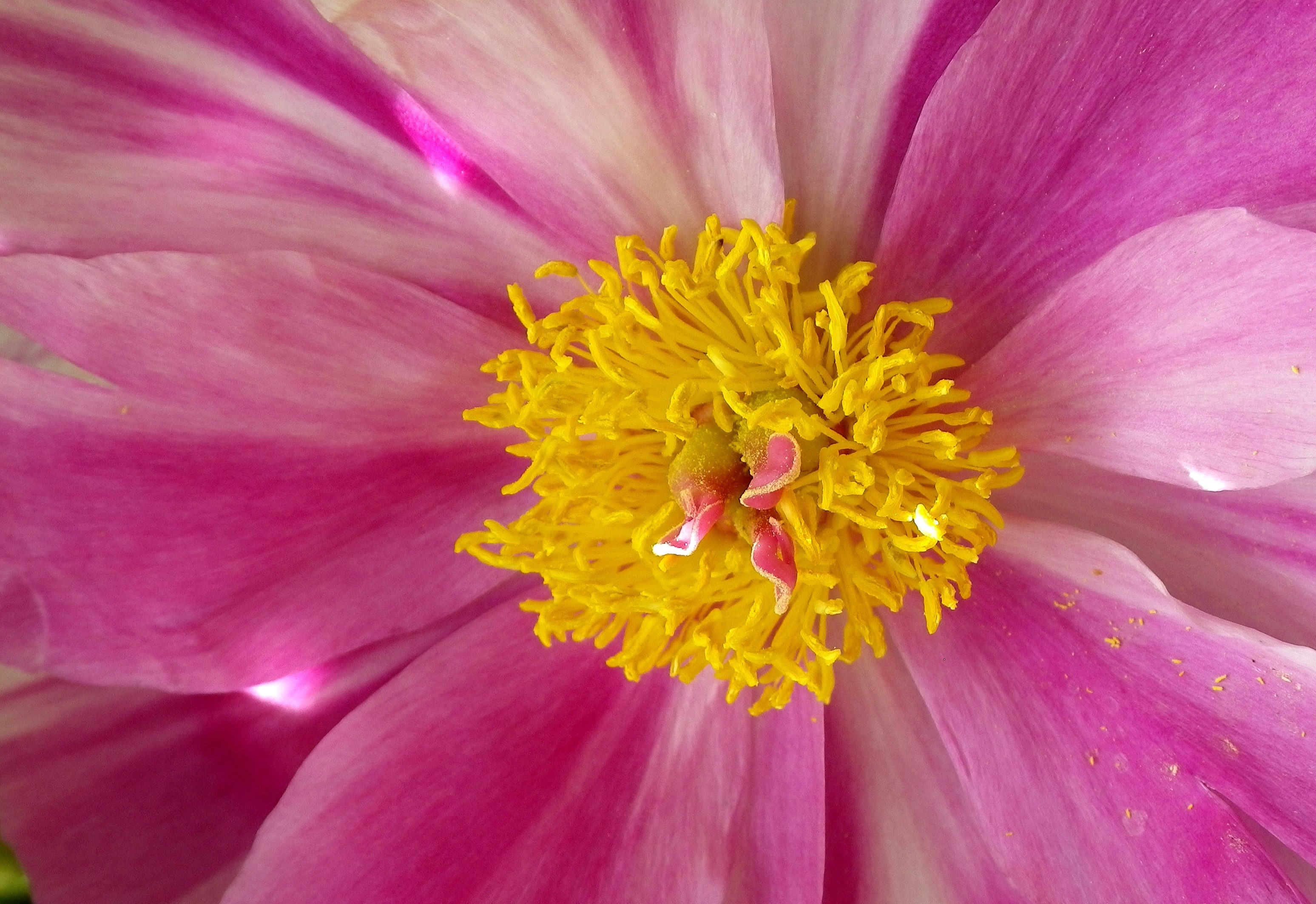 pink petaled flower with yellow center