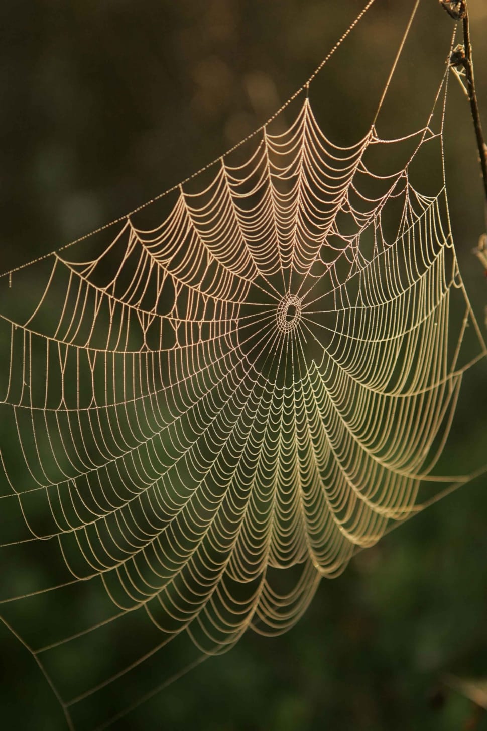 spider cobweb preview