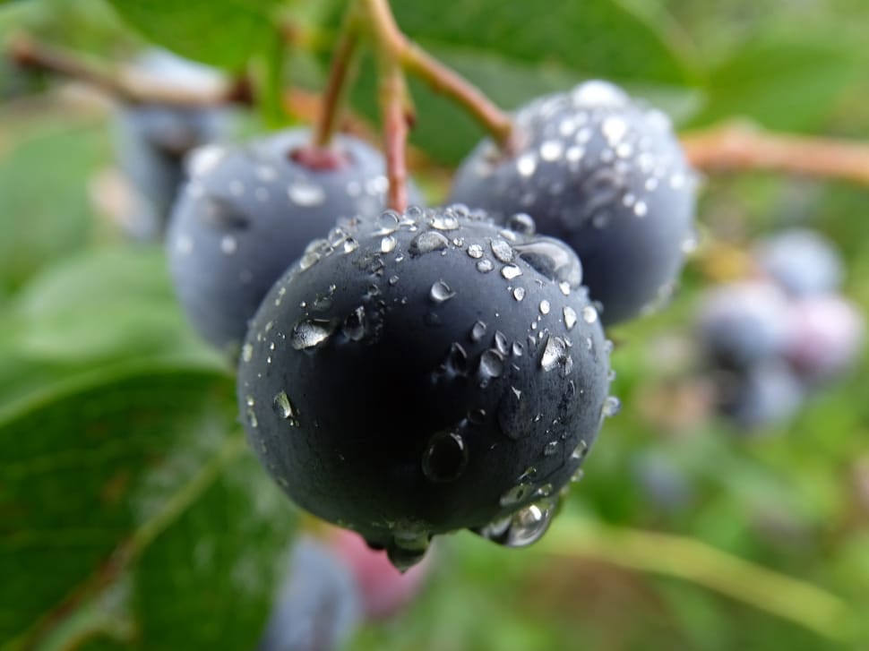 Blueberry, Huckleberry, Fresh, Fruit, drop, close-up preview