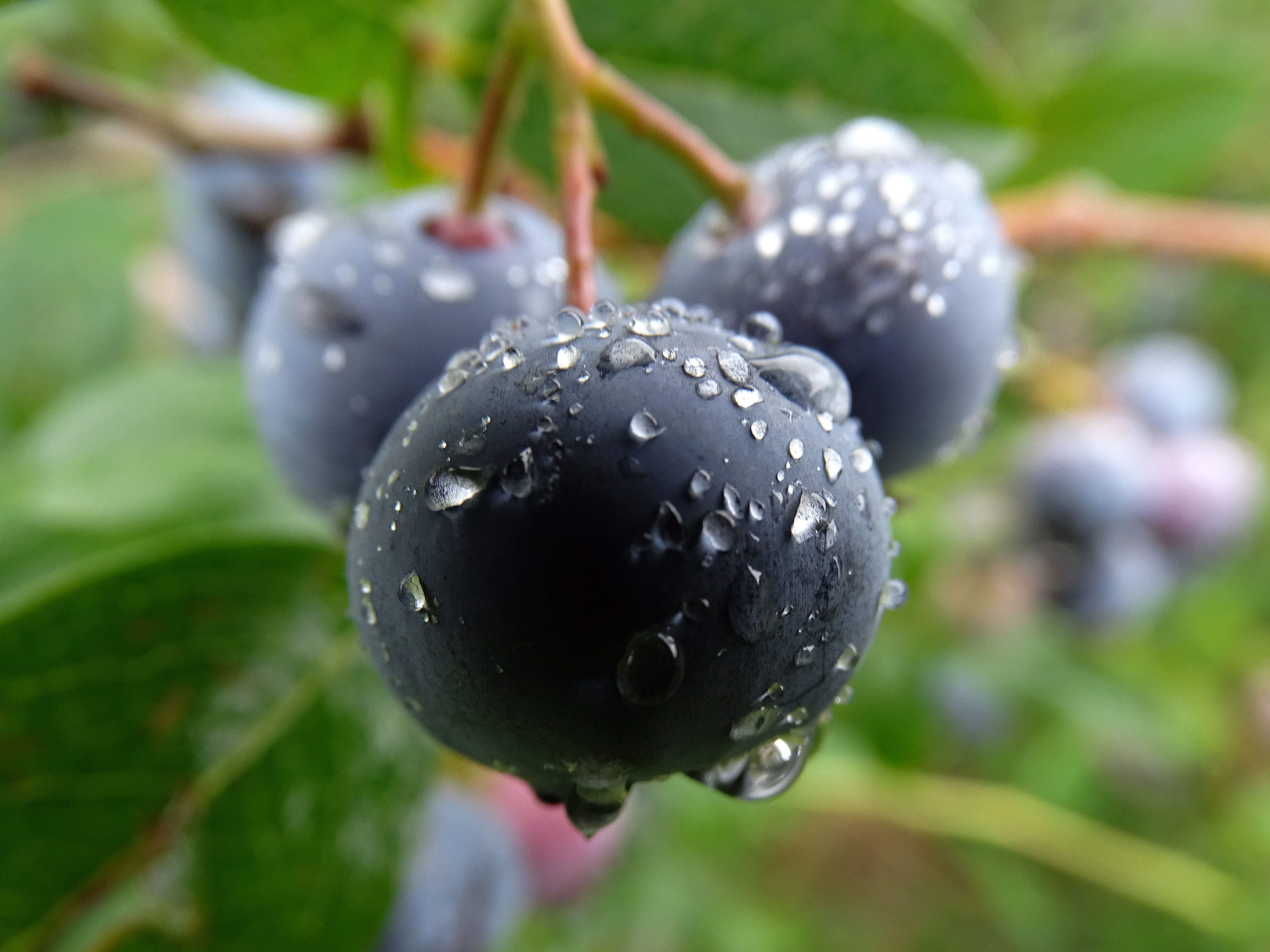 Blueberry, Huckleberry, Fresh, Fruit, drop, close-up