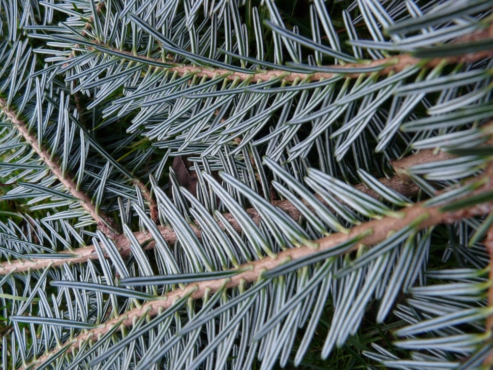 pine tree leaves preview