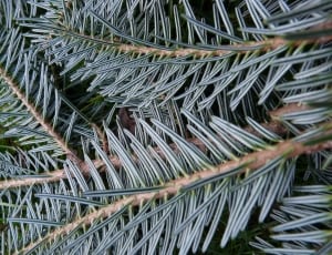 pine tree leaves thumbnail