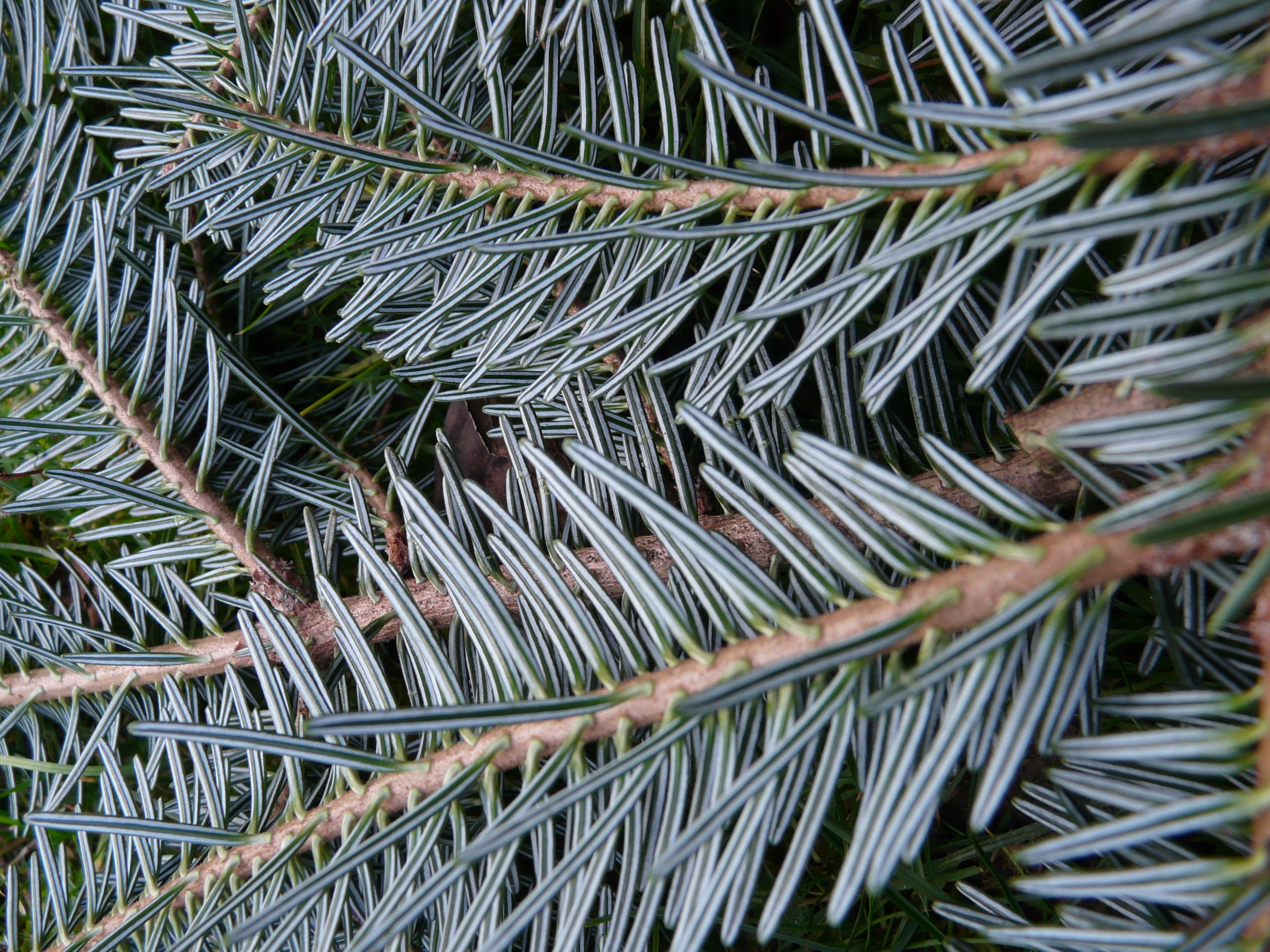 pine tree leaves