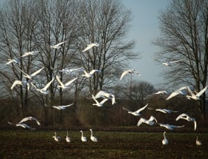 flocks of swans thumbnail