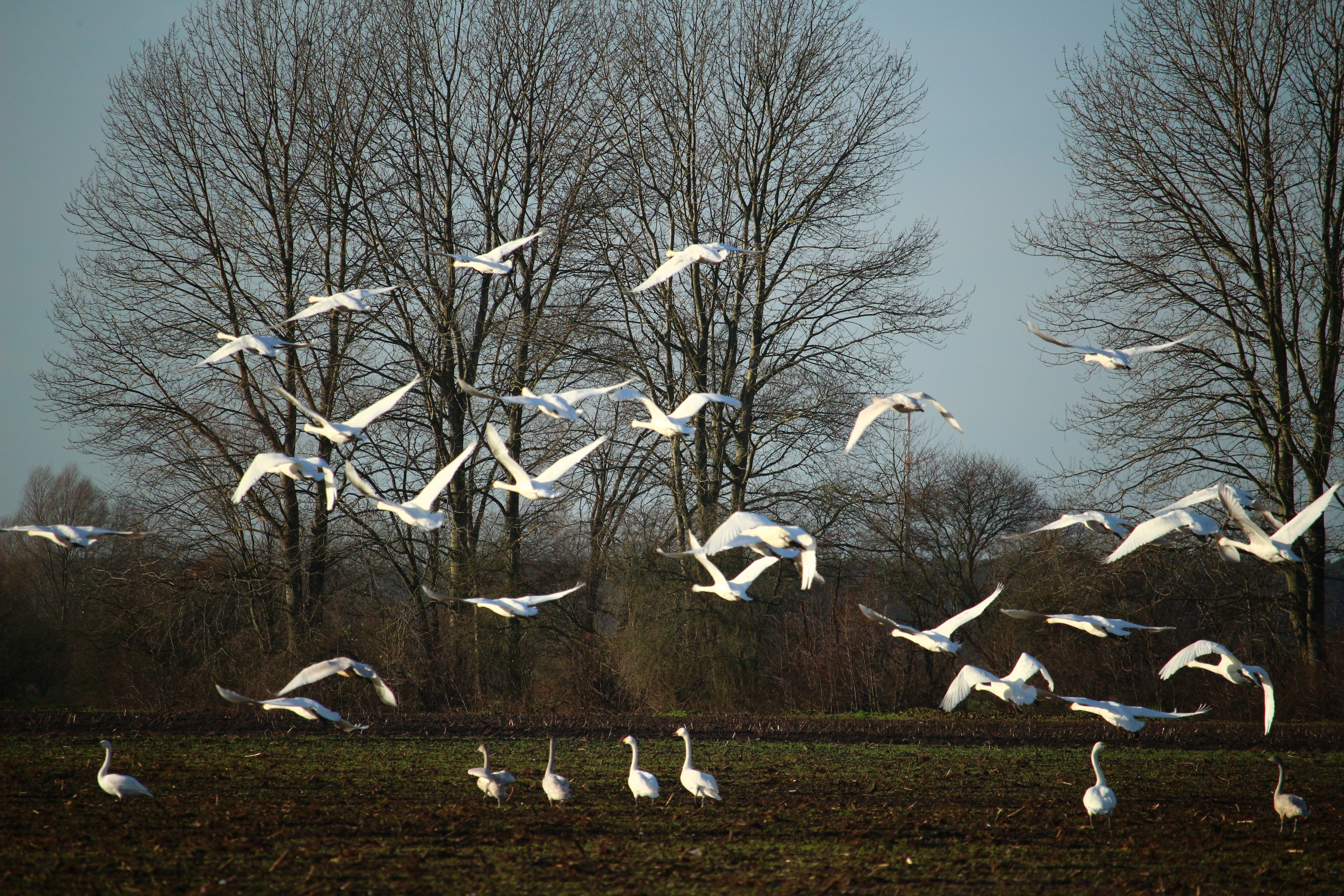 flocks of swans