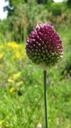 purple and green cluster flower thumbnail
