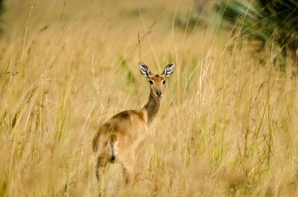 deer standing on grass field preview
