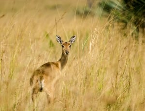 deer standing on grass field thumbnail
