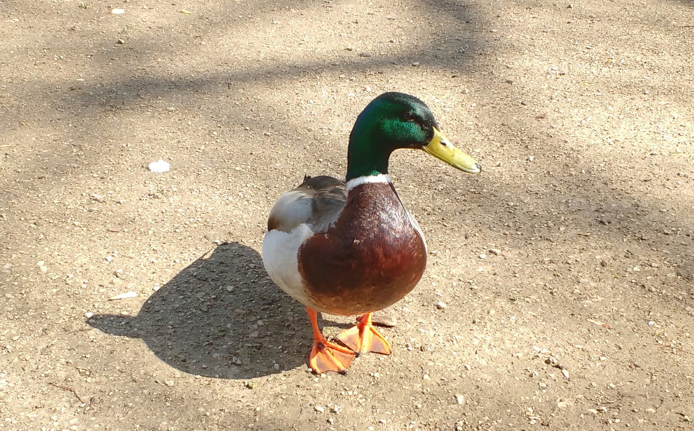 green brown and gray duck