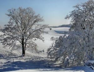 snow covered bare trees thumbnail