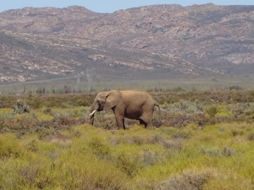 landscape photography of brown elephant with green grass and brown and green mountain during daytime preview