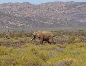 landscape photography of brown elephant with green grass and brown and green mountain during daytime thumbnail