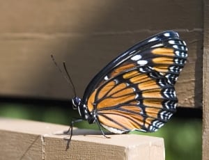 viceroy butterfly thumbnail