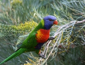 blue, green and red parrot thumbnail
