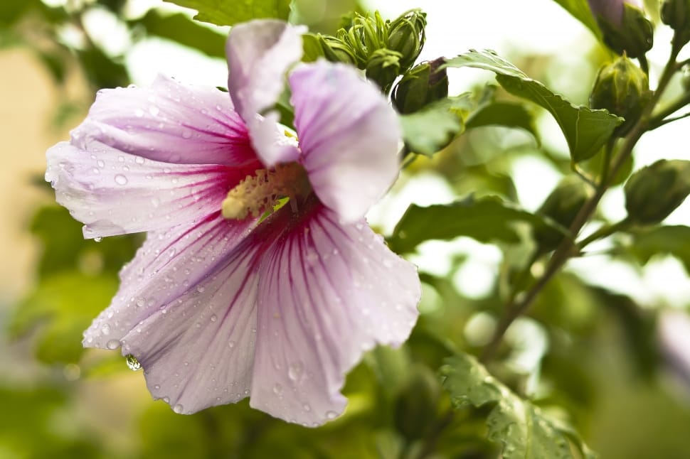 purple hibiscus preview