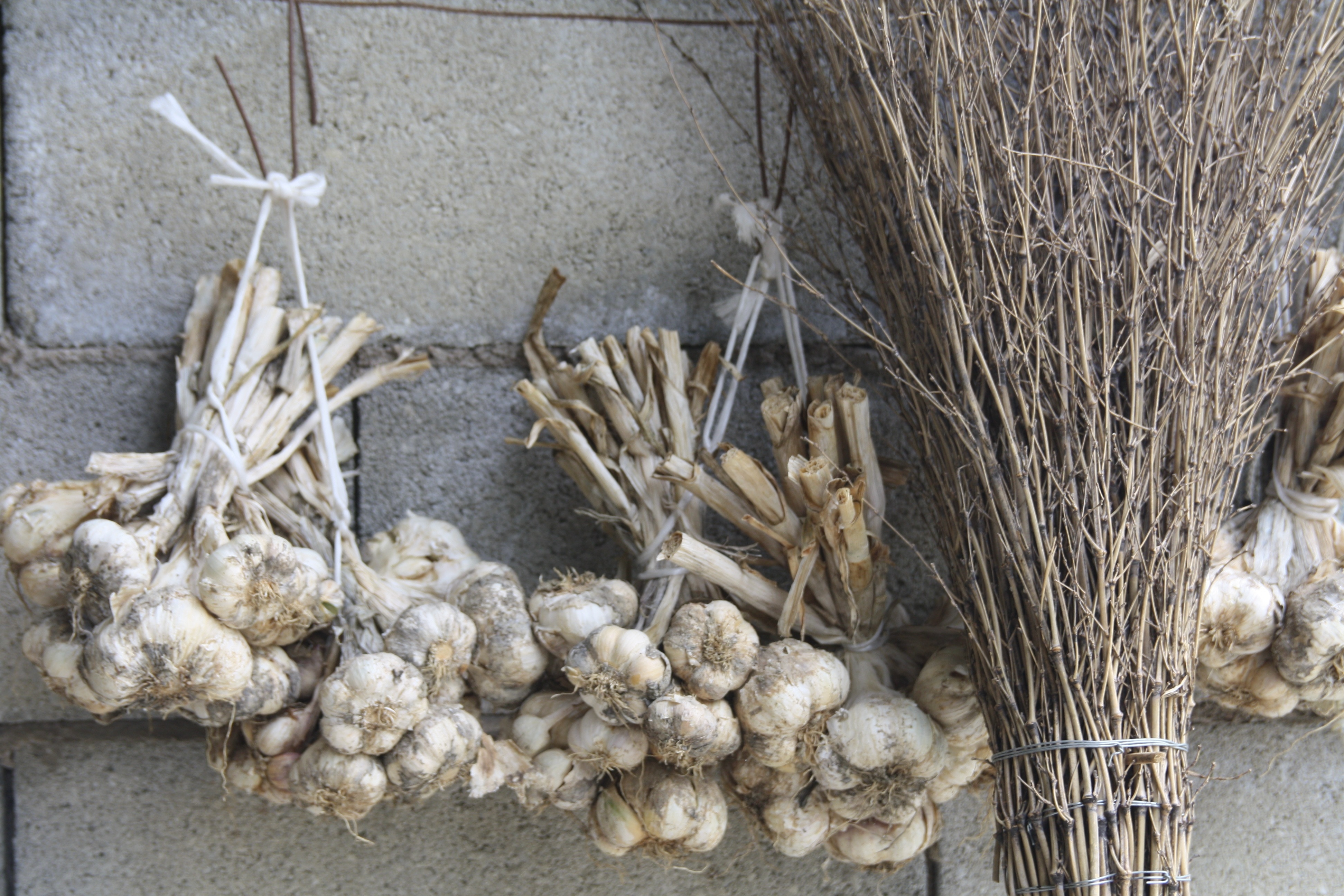 garlic lot
