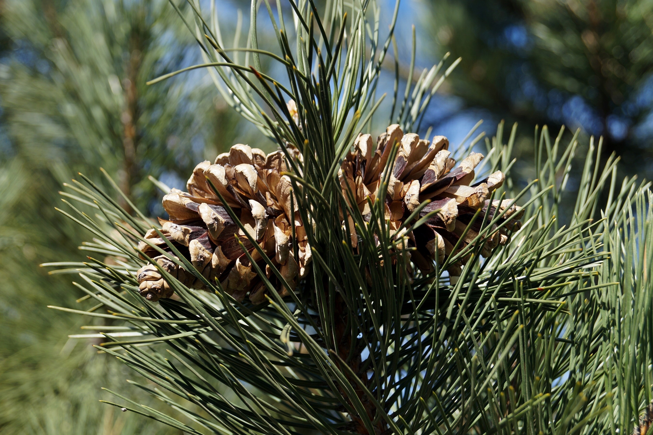 pine cone fruit
