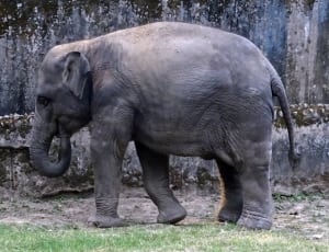 gray elephant thumbnail