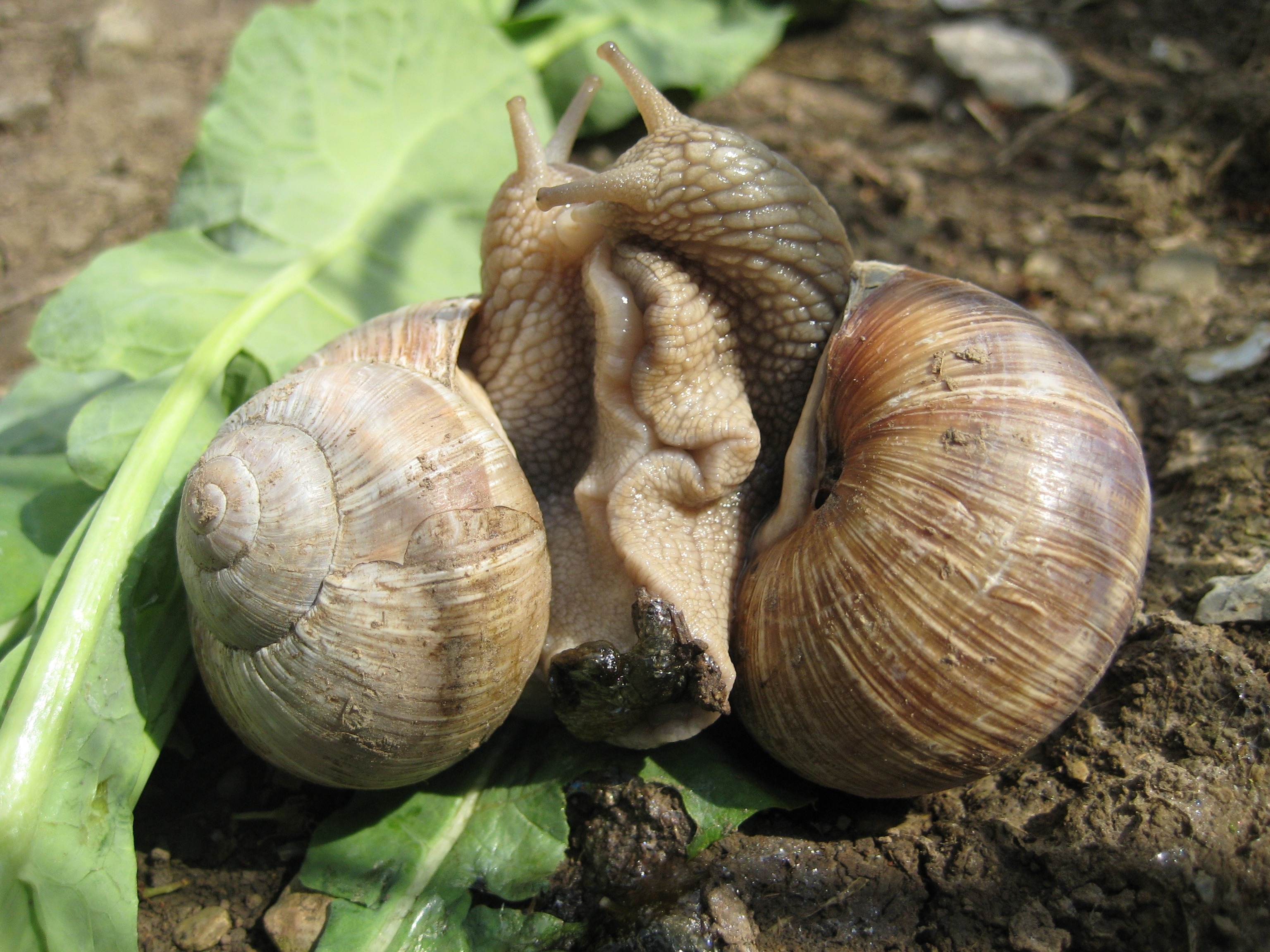 2 snails