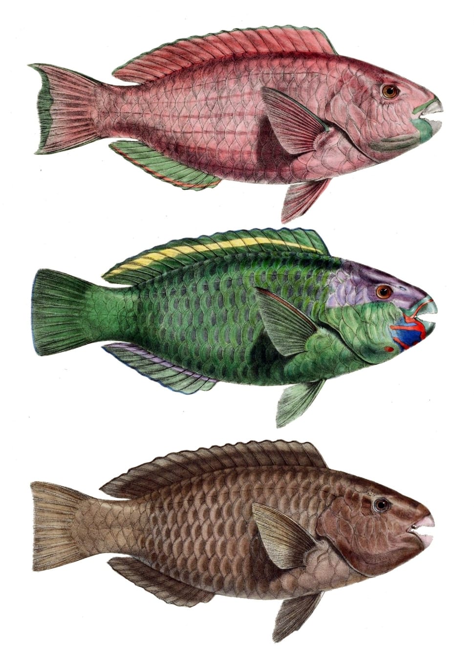 3 fish illustration preview