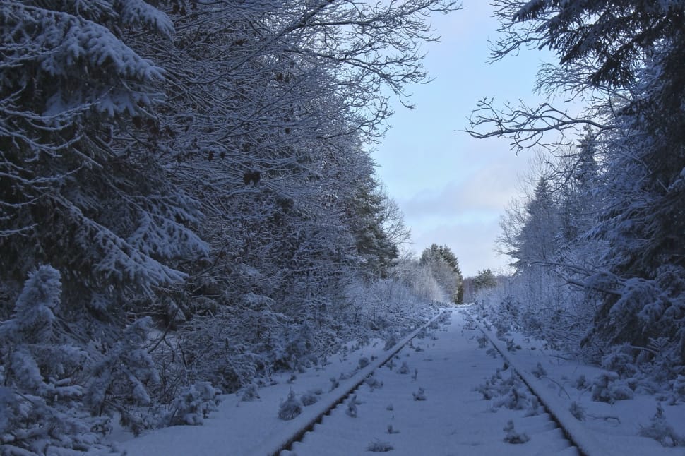 railway between trees covered by snow preview