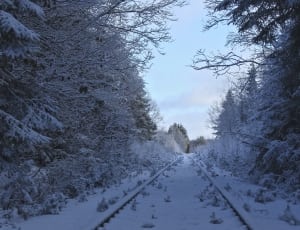 railway between trees covered by snow thumbnail