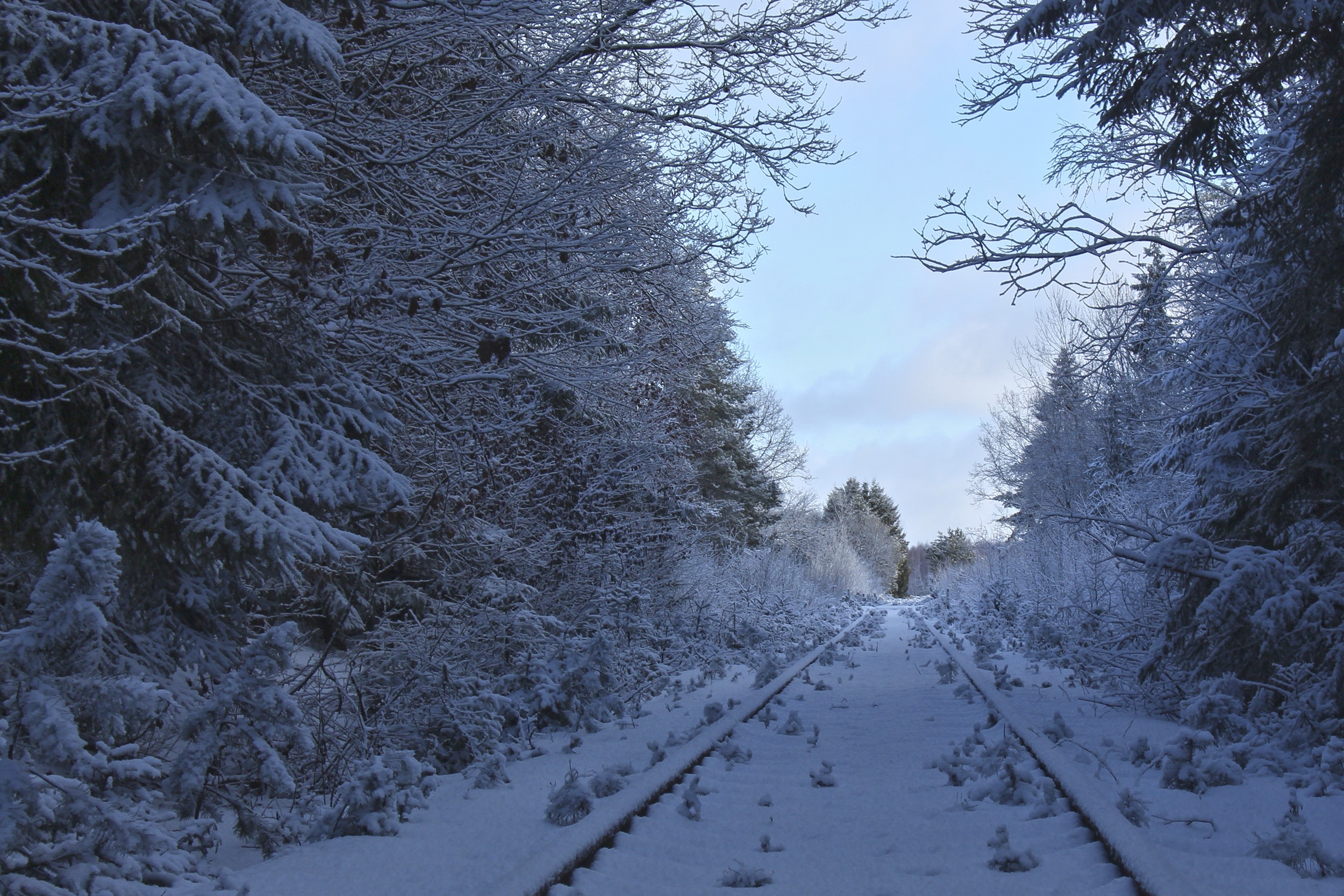 railway between trees covered by snow
