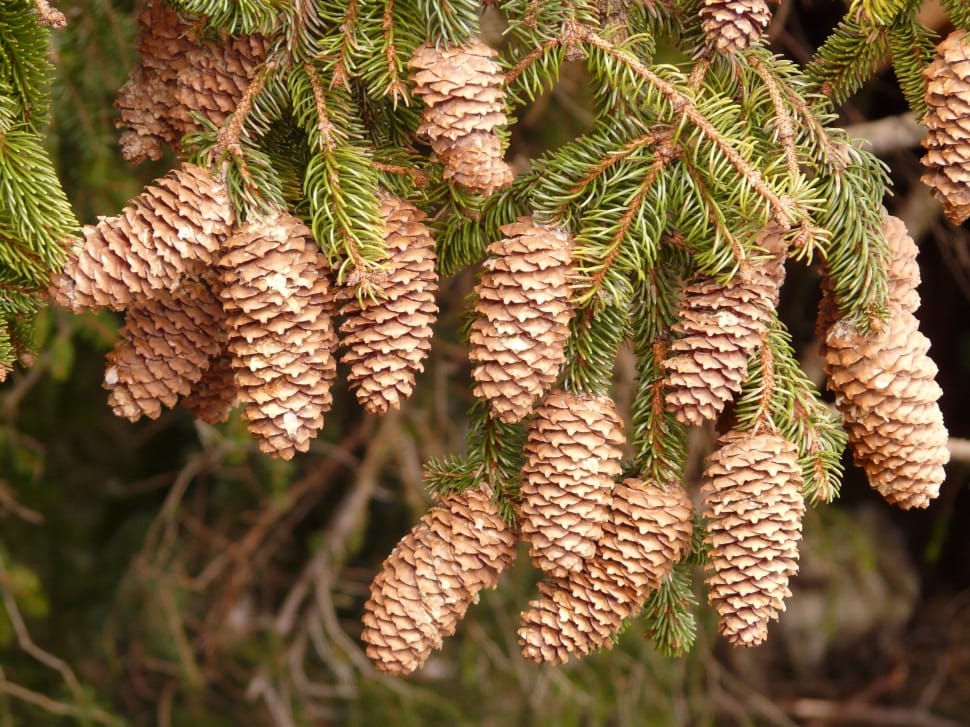pine cones preview