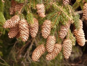 pine cones thumbnail