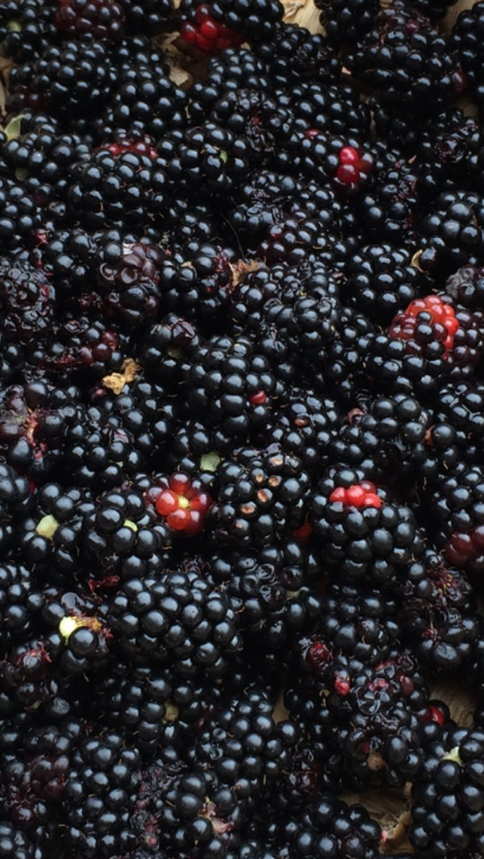 black berry lot preview