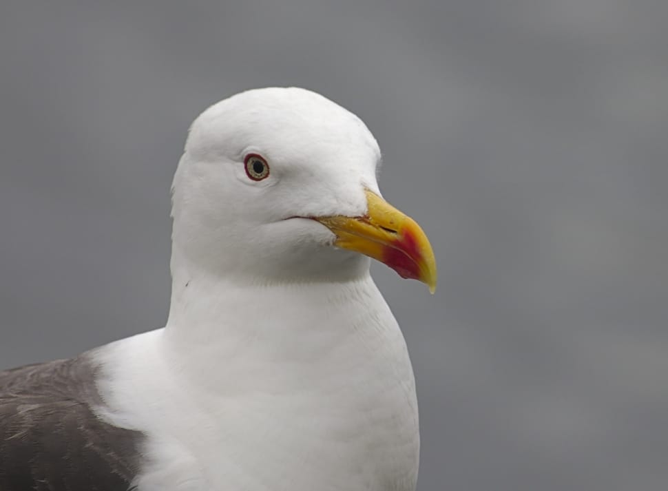 white-gray feathered long beak bird preview