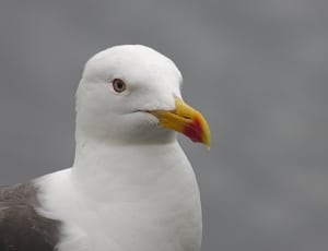 white-gray feathered long beak bird thumbnail