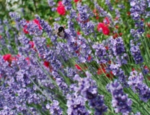carpenter bee on purple flowers thumbnail