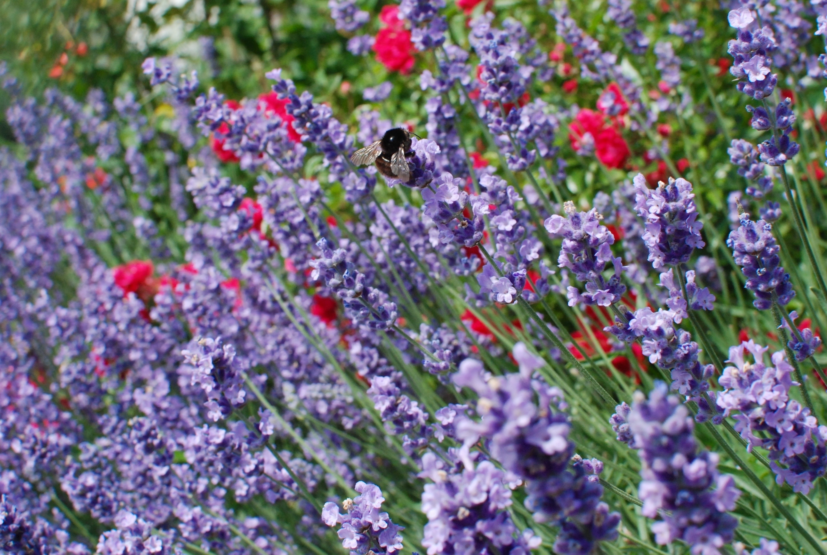 carpenter bee on purple flowers