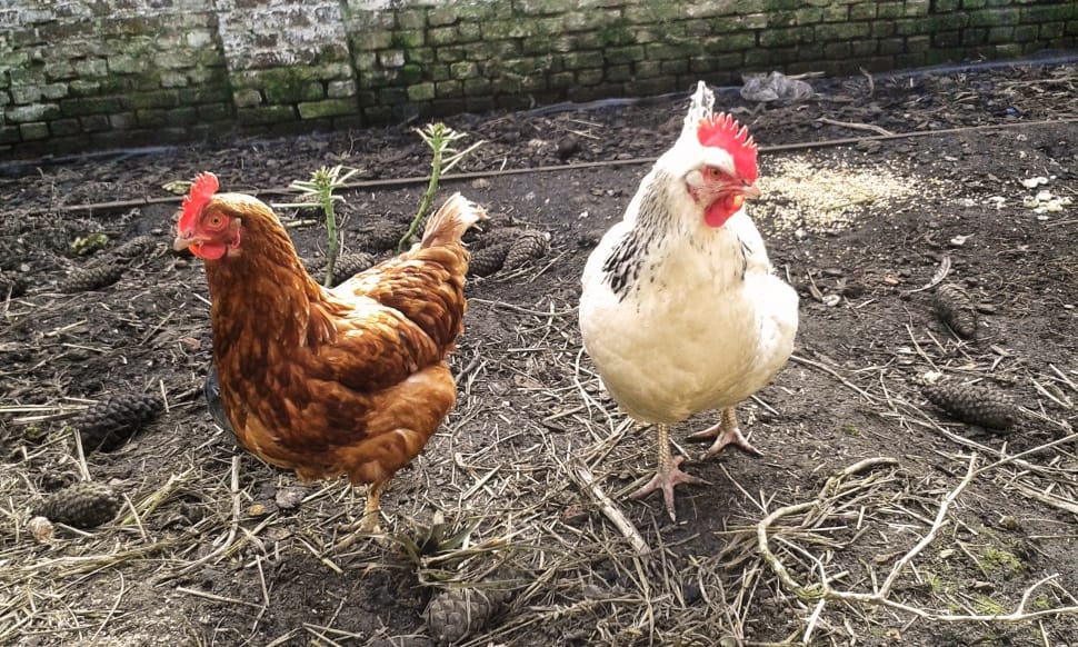 two white and brown chickens on grey ground preview