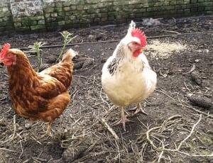 two white and brown chickens on grey ground thumbnail