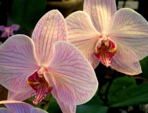 2 white moth orchids thumbnail