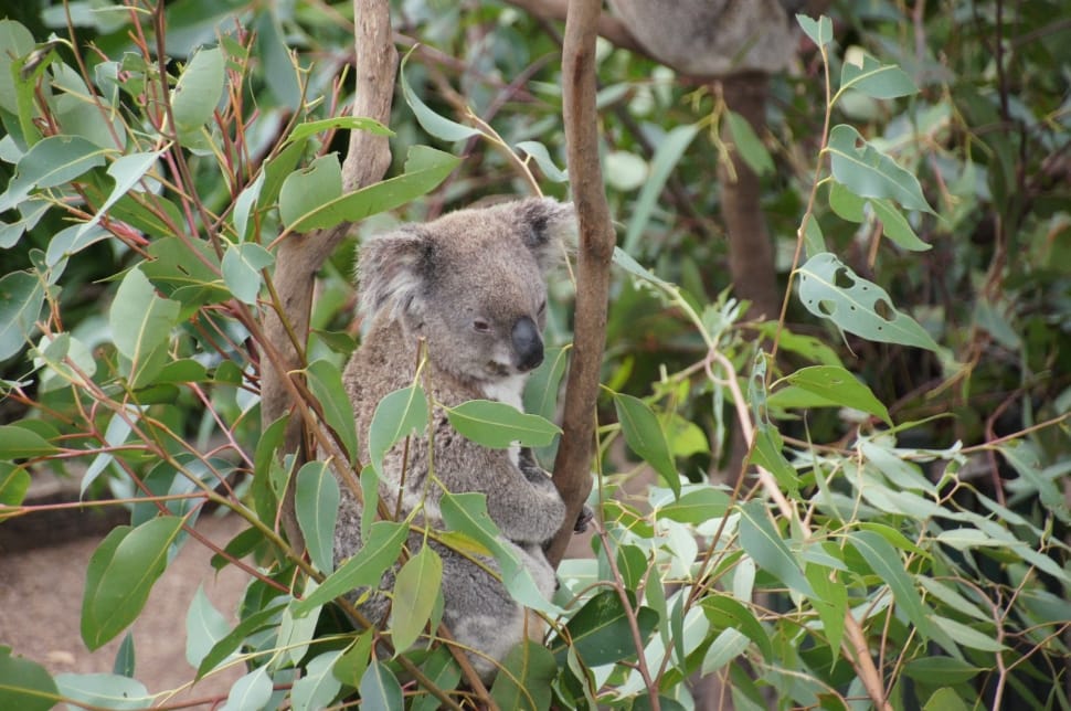 brown koala preview