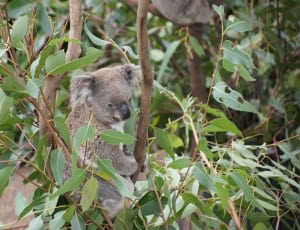 brown koala thumbnail