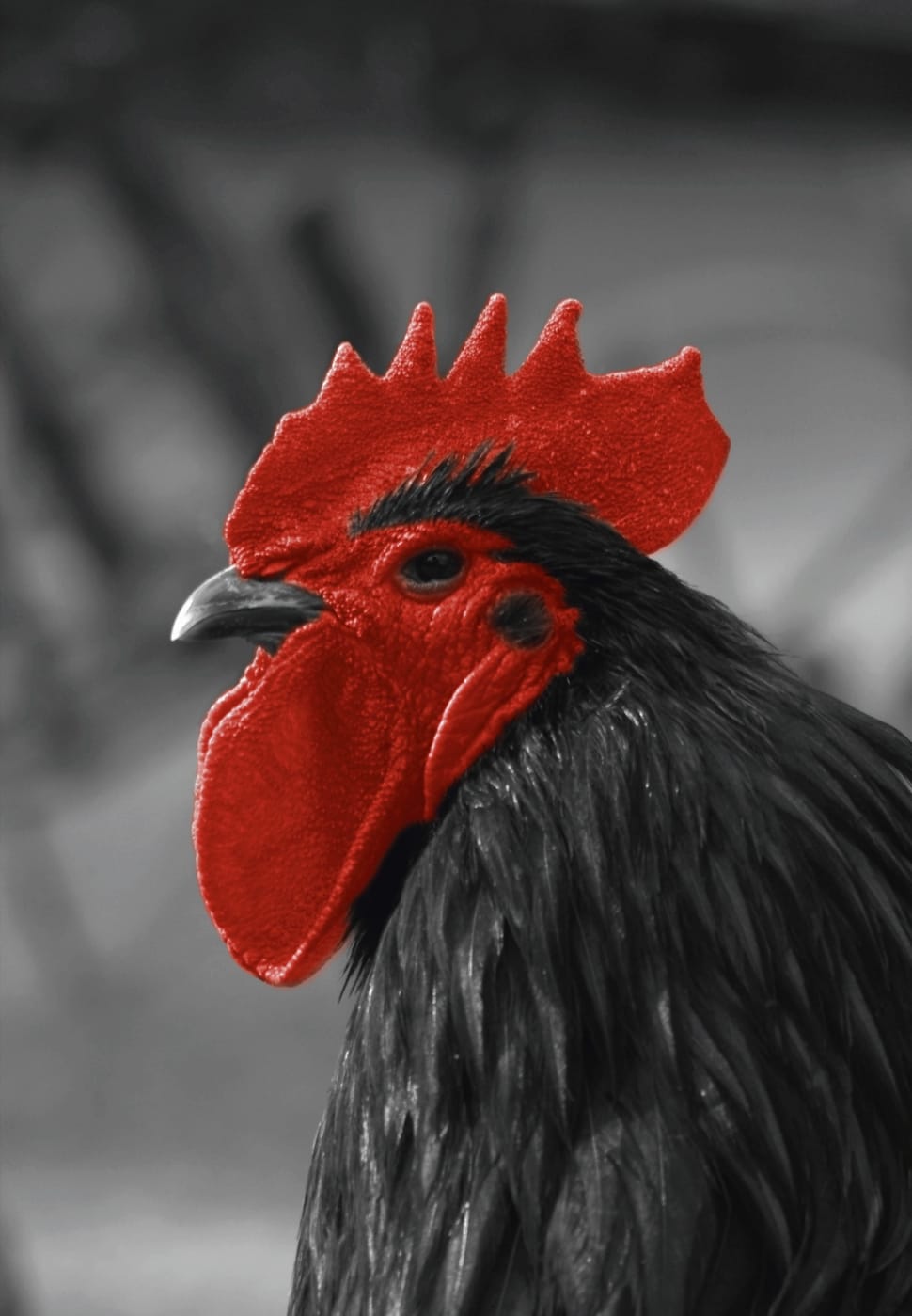 black and red chicken preview